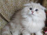 BRİTİSH SHORTHAİR-LONGHAİR YAVRULARIM